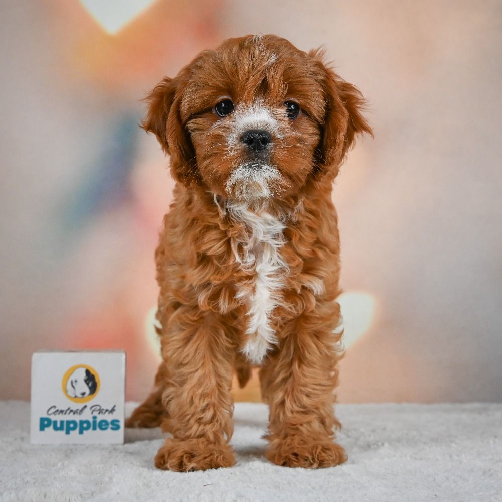 F1 Cavapoo Puppy for Sale in NYC