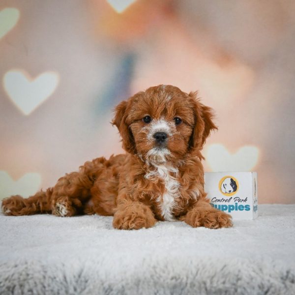 F1 Cavapoo Puppy for Sale