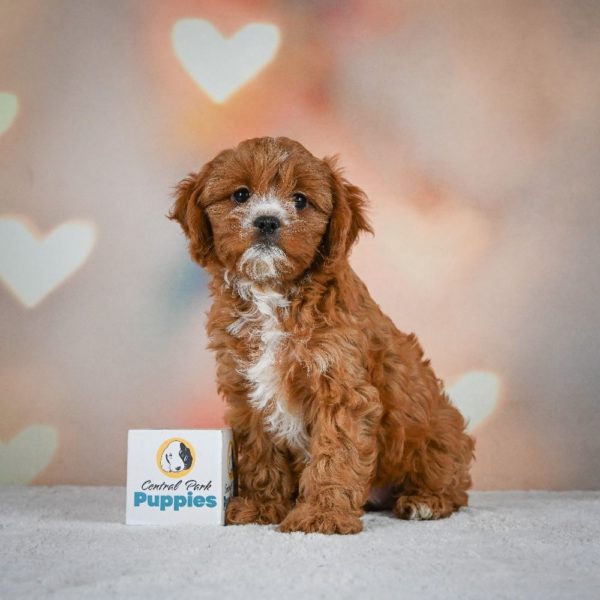 F1 Cavapoo Puppy for Sale