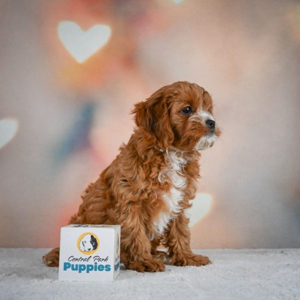 F1 Cavapoo Puppy for Sale