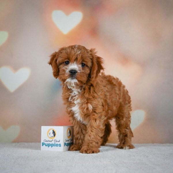 F1 Cavapoo Puppy for Sale