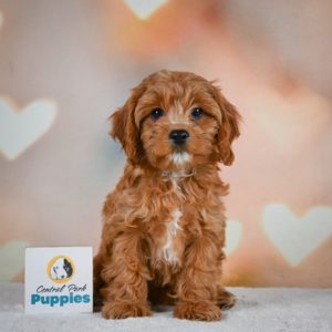 F1 Cavapoo Puppy for Sale