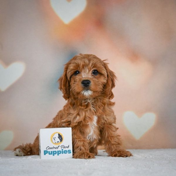 F1 Cavapoo Puppy for Sale