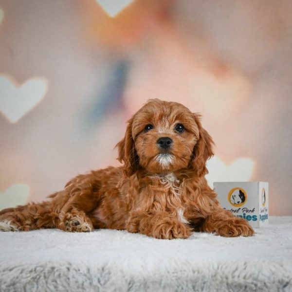 F1 Cavapoo Puppy for Sale