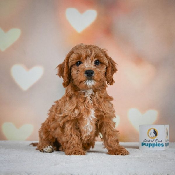 F1 Cavapoo Puppy for Sale