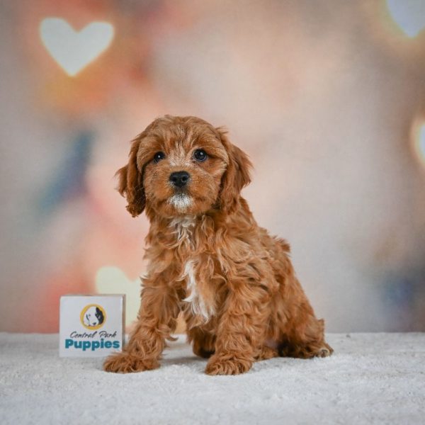 F1 Cavapoo Puppy for Sale