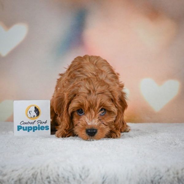 F1 Cavapoo Puppy for Sale