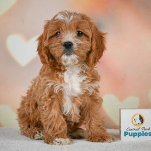 F1 Cavapoo Puppy for Sale