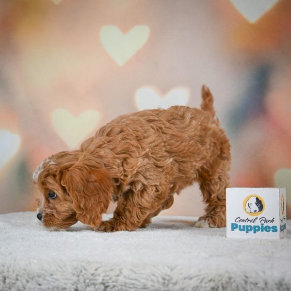 F1 Cavapoo Puppy for Sale