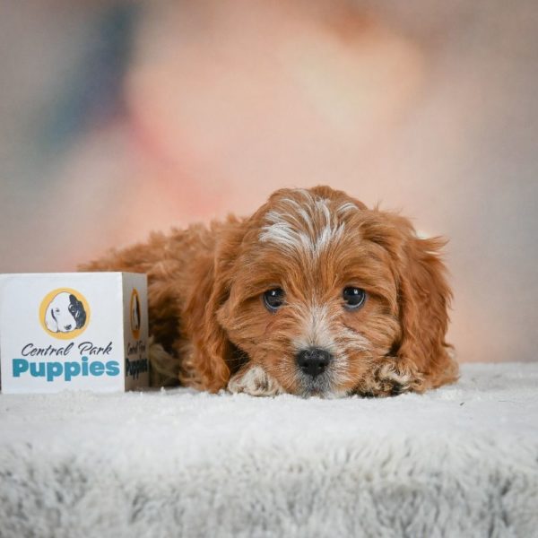 F1 Cavapoo Puppy for Sale