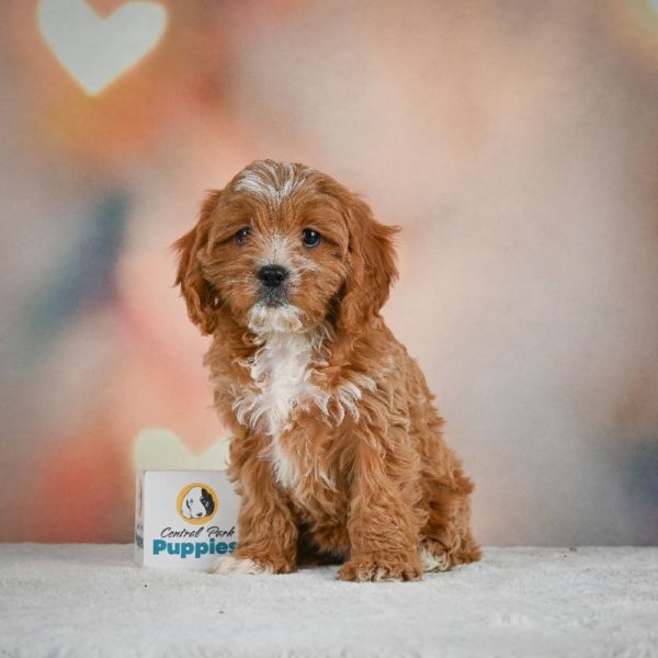 F1 Cavapoo Puppy for Sale