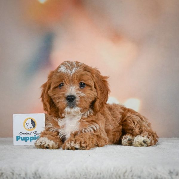 F1 Cavapoo Puppy for Sale