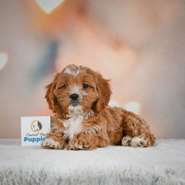 F1 Cavapoo Puppy for Sale