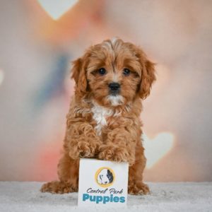 F1 Cavapoo Puppy for Sale