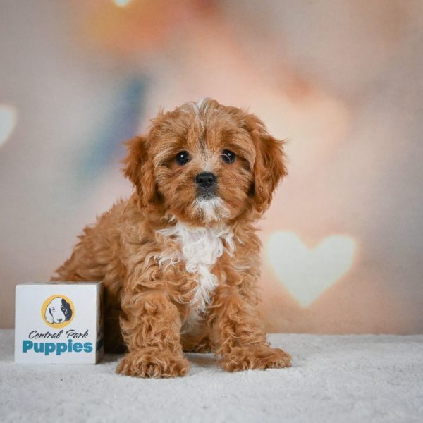 F1 Cavapoo Puppy for Sale