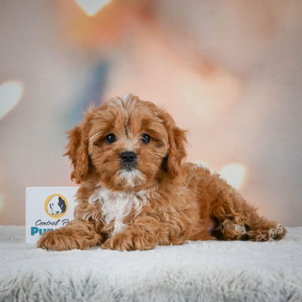 F1 Cavapoo Puppy for Sale