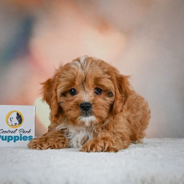 F1 Cavapoo Puppy for Sale