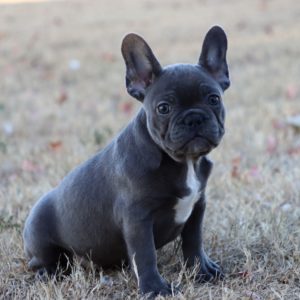 French Bulldog Puppy for Sale