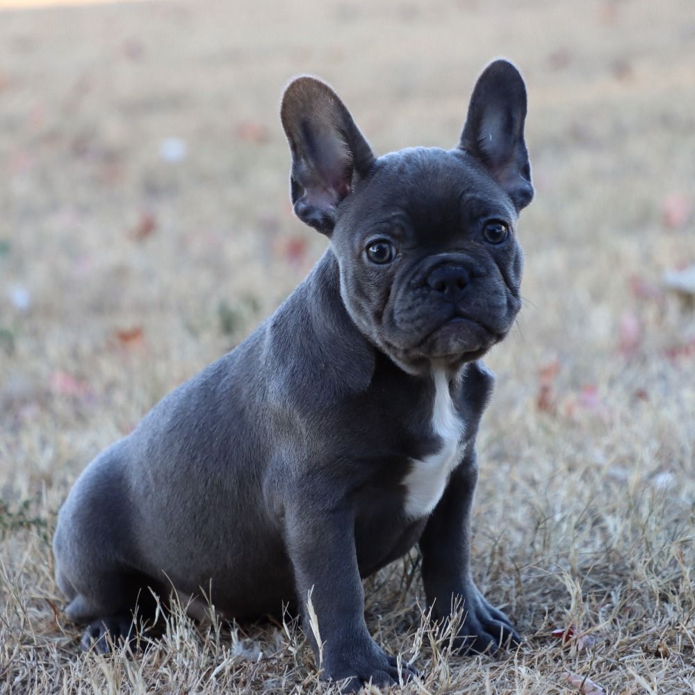 French Bulldog Puppy for Sale in NYC