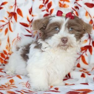 Havanese Puppy for Sale