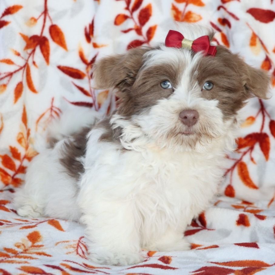 Havanese Puppy for Sale in NYC