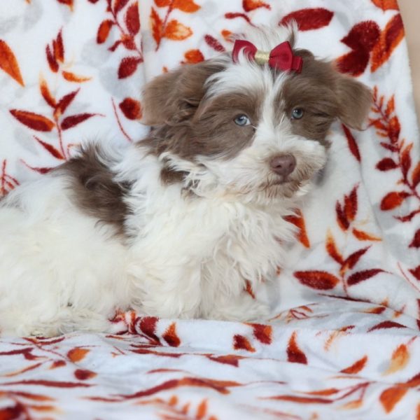 Havanese picky eater hotsell