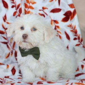 Havanese Puppy for Sale