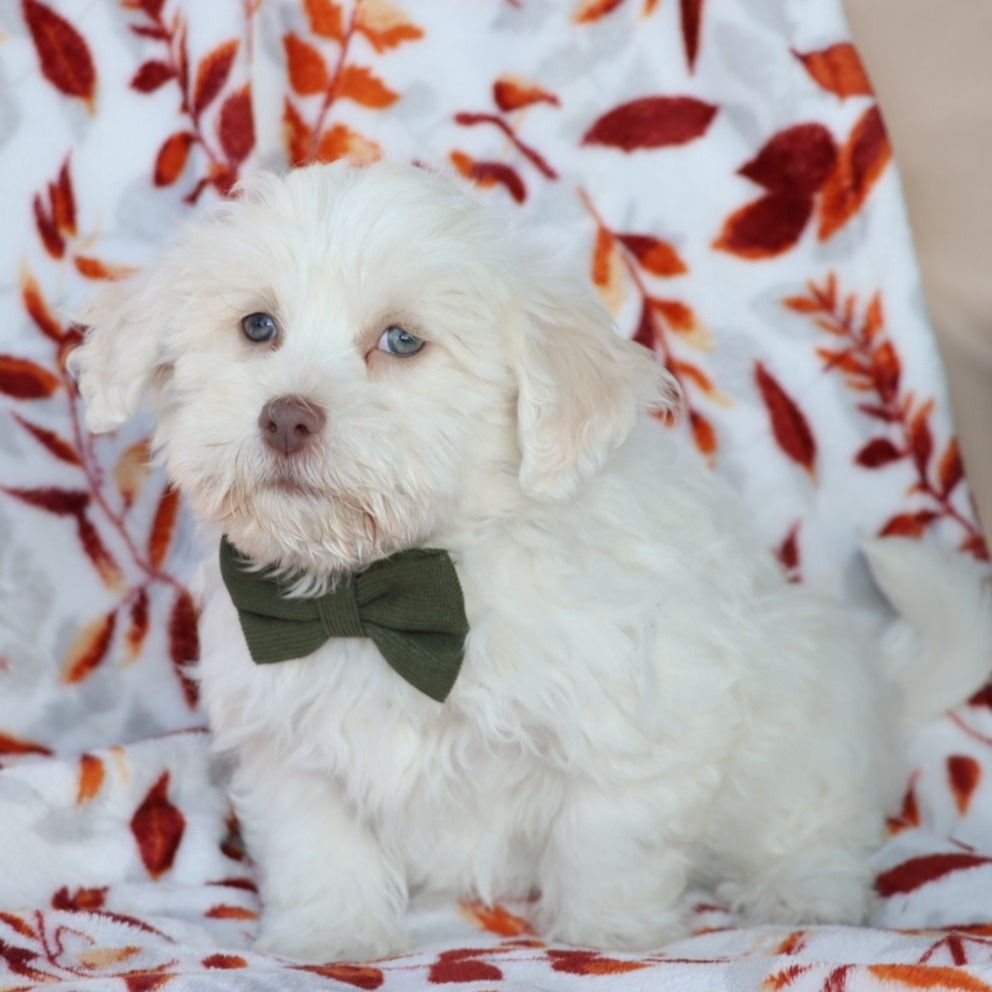 Havanese Puppy for Sale in NYC