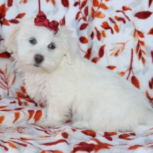 Havanese Puppy for Sale