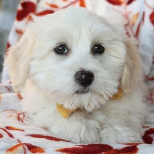 Havanese Puppy for Sale