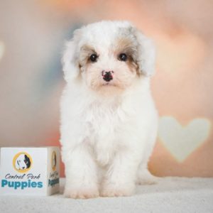 Miniature Poodle Puppy for Sale