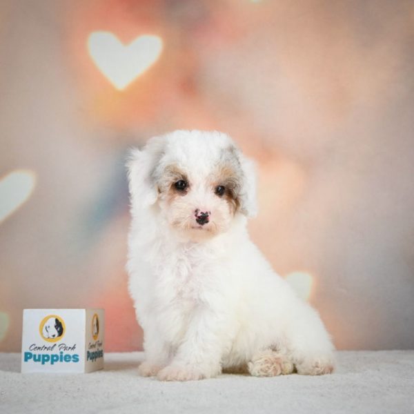 Miniature Poodle Puppy for Sale