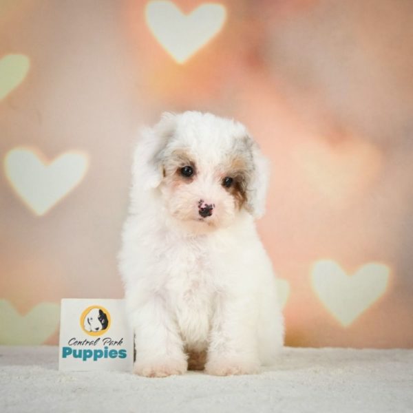 Miniature Poodle Puppy for Sale