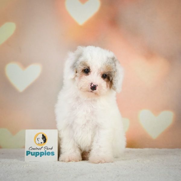 Miniature Poodle Puppy for Sale