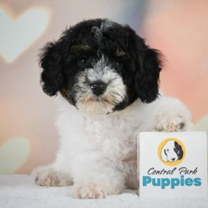 Miniature Poodle Puppy for Sale