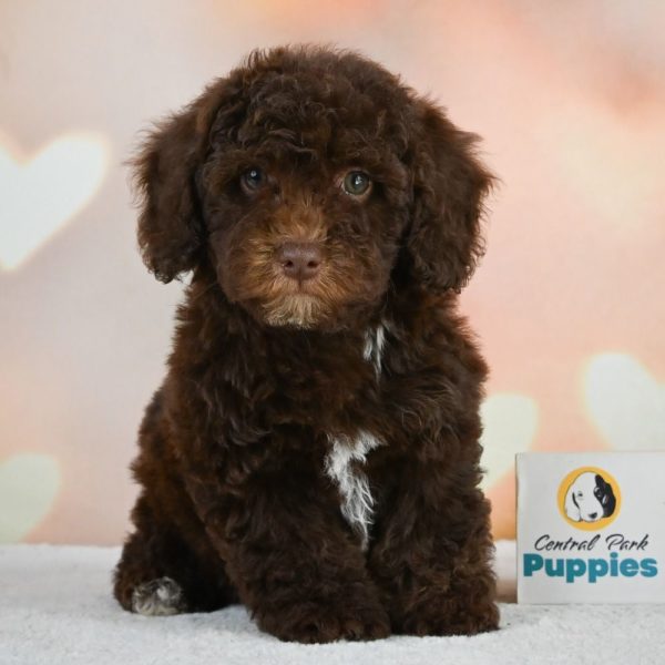 Miniature Poodle Puppy for Sale