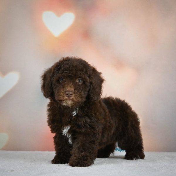 Miniature Poodle Puppy for Sale