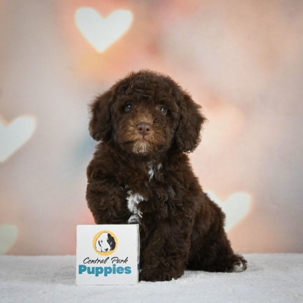 Miniature Poodle Puppy for Sale