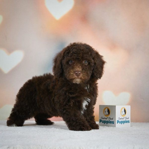 Miniature Poodle Puppy for Sale