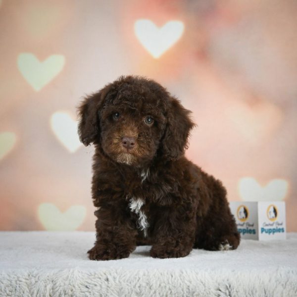 Miniature Poodle Puppy for Sale