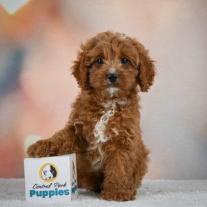 F1 Cavapoo Puppy for Sale