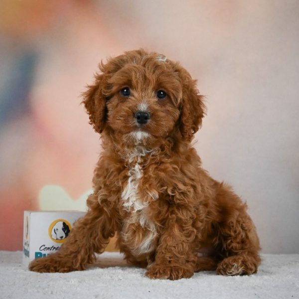 F1 Cavapoo Puppy for Sale