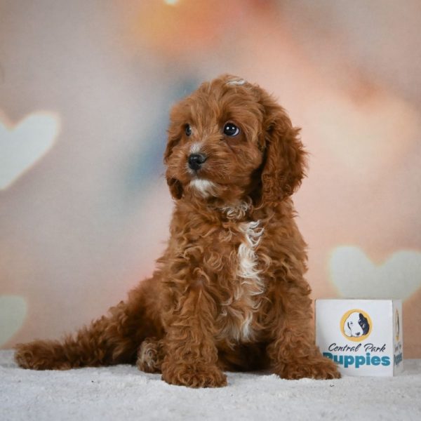 F1 Cavapoo Puppy for Sale