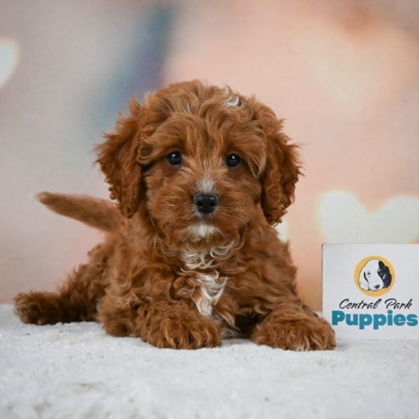 F1 Cavapoo Puppy for Sale