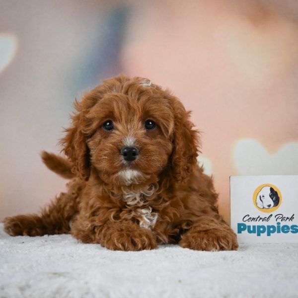 F1 Cavapoo Puppy for Sale