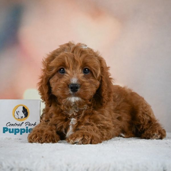 F1 Cavapoo Puppy for Sale