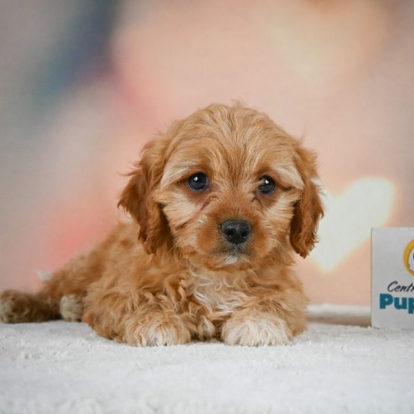 F1 Cavapoo Puppy for Sale