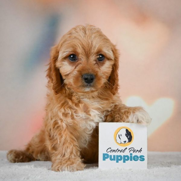 F1 Cavapoo Puppy for Sale