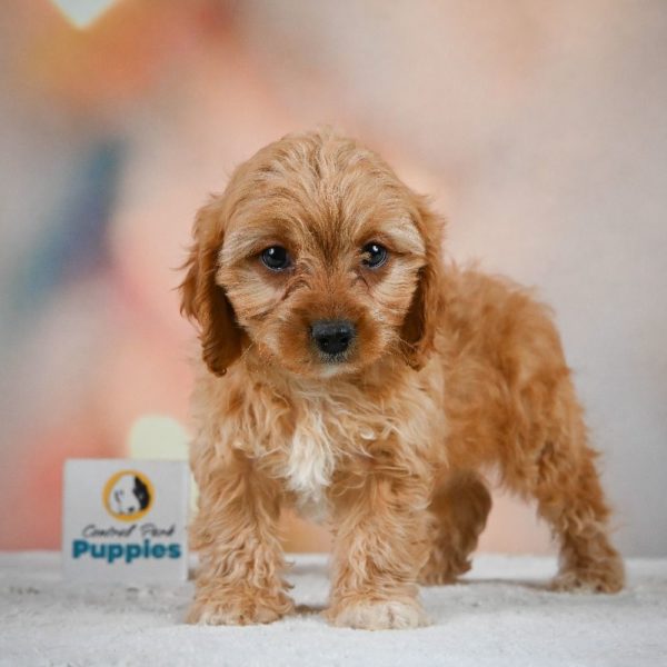 F1 Cavapoo Puppy for Sale