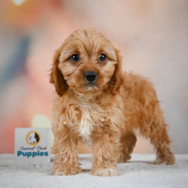 F1 Cavapoo Puppy for Sale